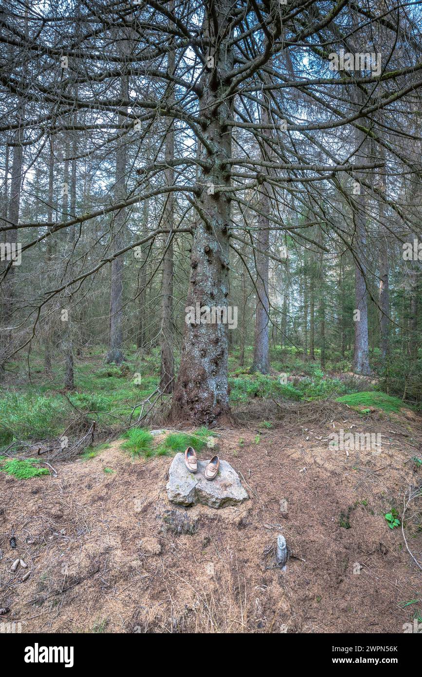 Allemagne, basse-Saxe, district de Goslar, chaussures devant des épinettes mortes dans la vallée de l'Oker Banque D'Images