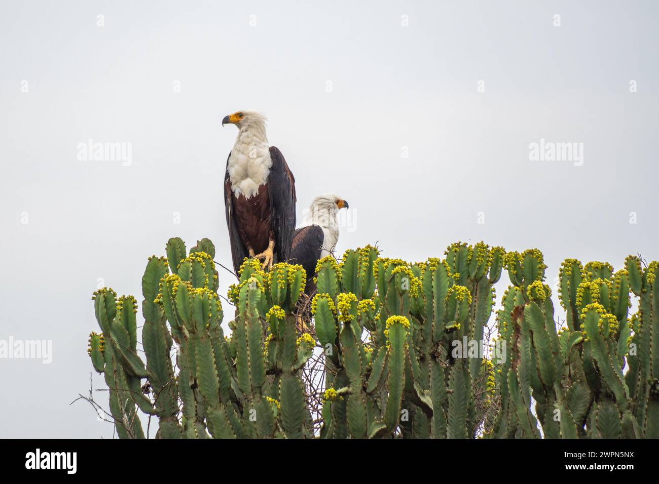 Deux aigles de mer africains dans un candélabre dans le parc Queen Elizabeth, Ouganda Banque D'Images