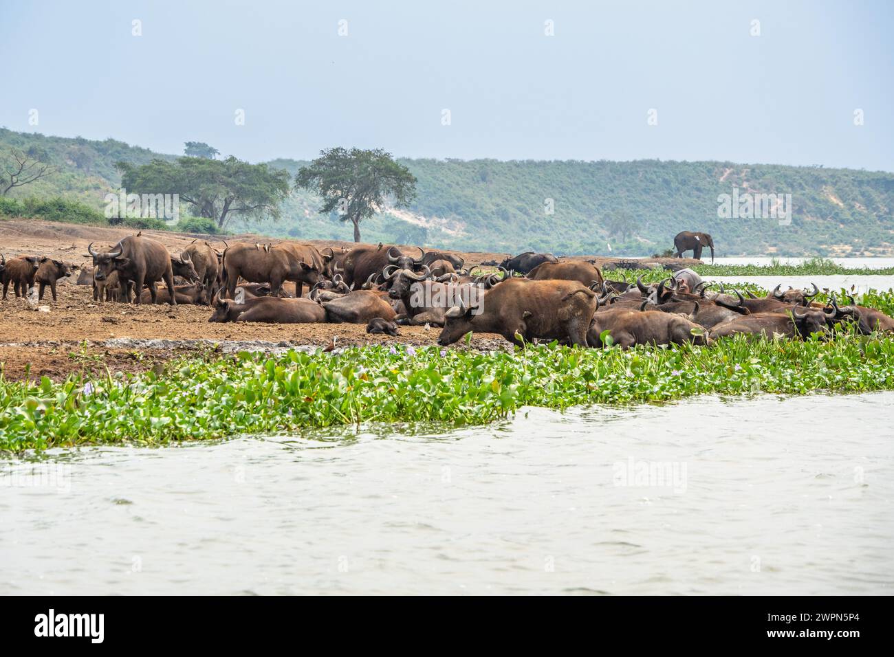 Troupeau de buffles du cap, animaux dangereux faisant partie des cinq grands en safari en Afrique Banque D'Images