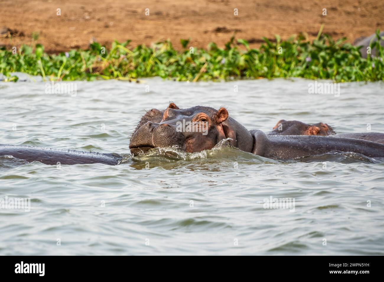Hippopotame flottant dans le chenal de Kazinga, Ouganda Banque D'Images