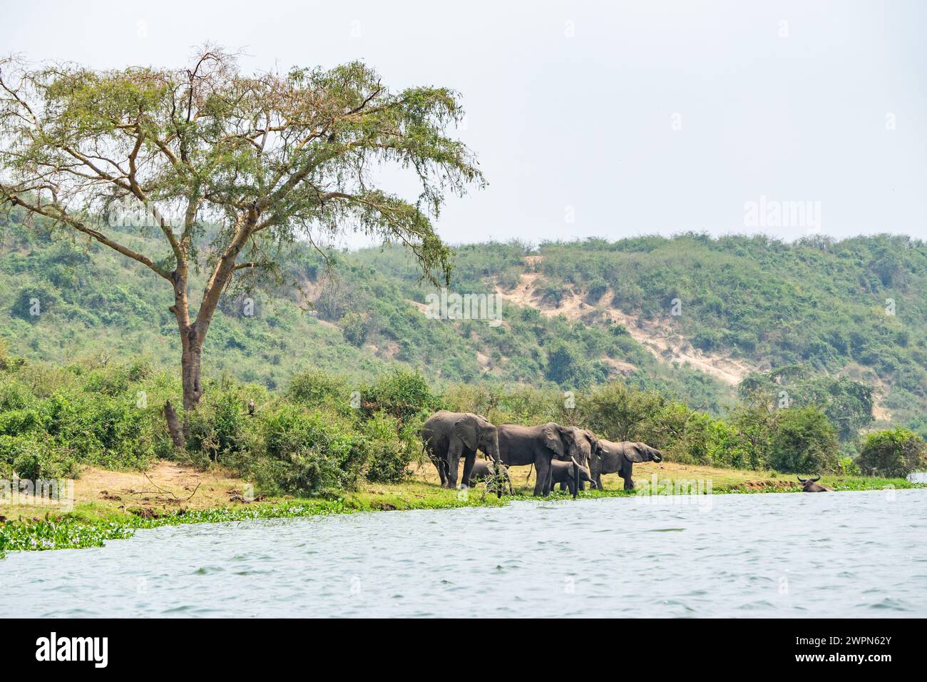 Groupe d'éléphants dans le canal de Kazinga, Ouganda Banque D'Images
