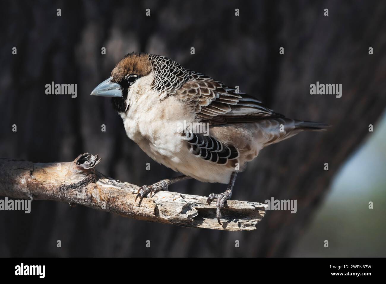 Sparrow sur une branche devant un vieil arbre noueux Banque D'Images