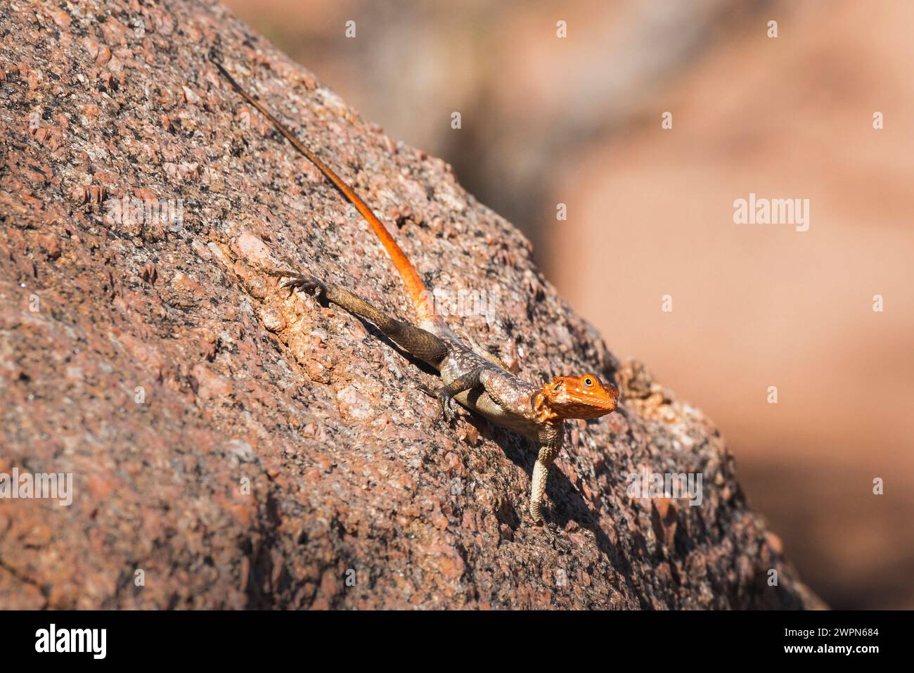 Gros plan d'une tête orange de lézard sur un sol pierreux en Namibie, Afrique Banque D'Images