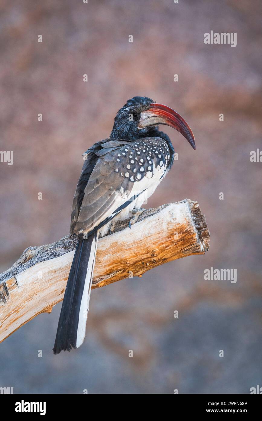 Magnifique Hornbill à bec rouge assis sur une branche au Spitzkoppe en Namibie, Afrique Banque D'Images