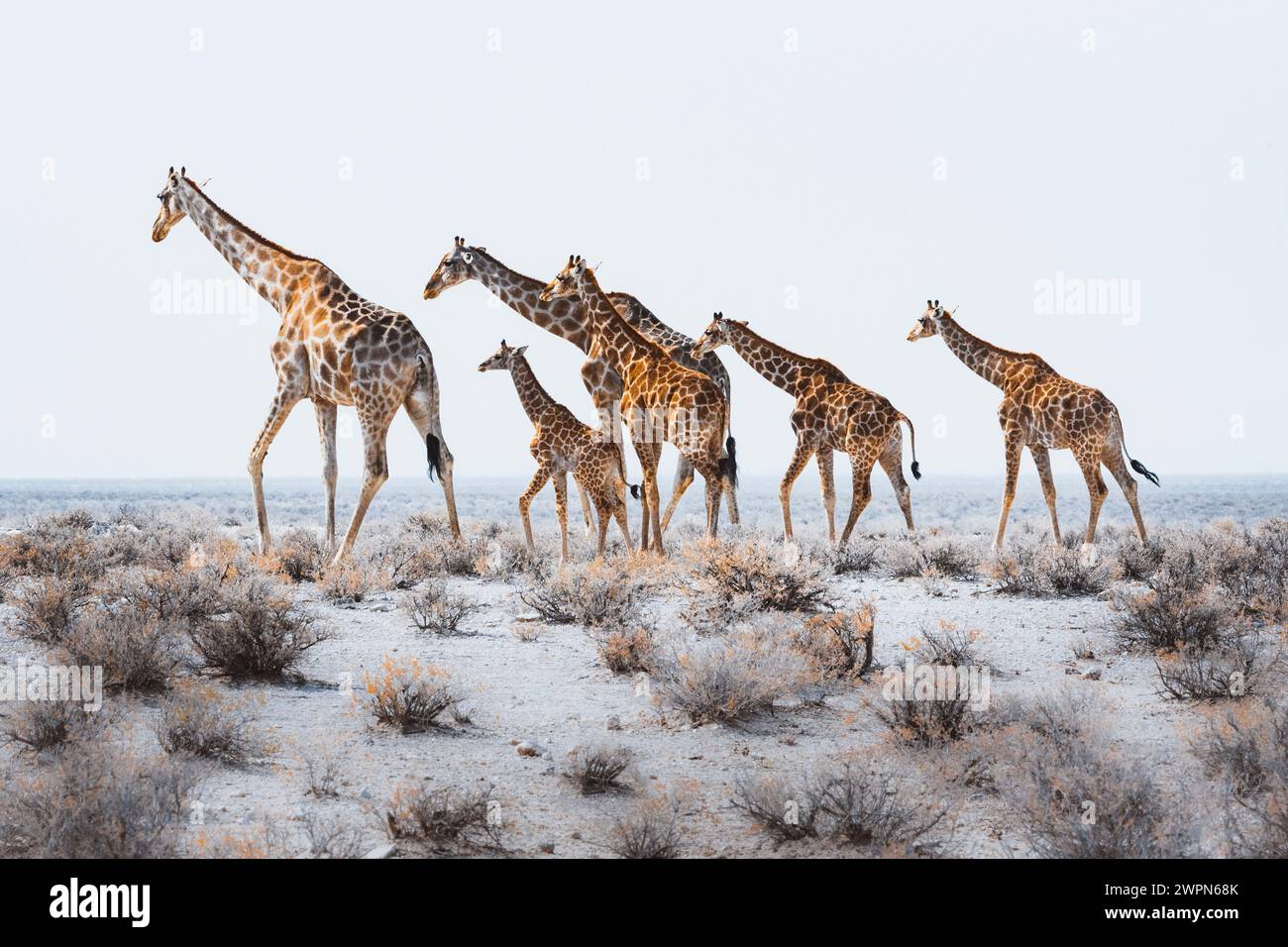 Troupeau de girafes dans le parc national d'Etosha, Namibie, Afrique Banque D'Images