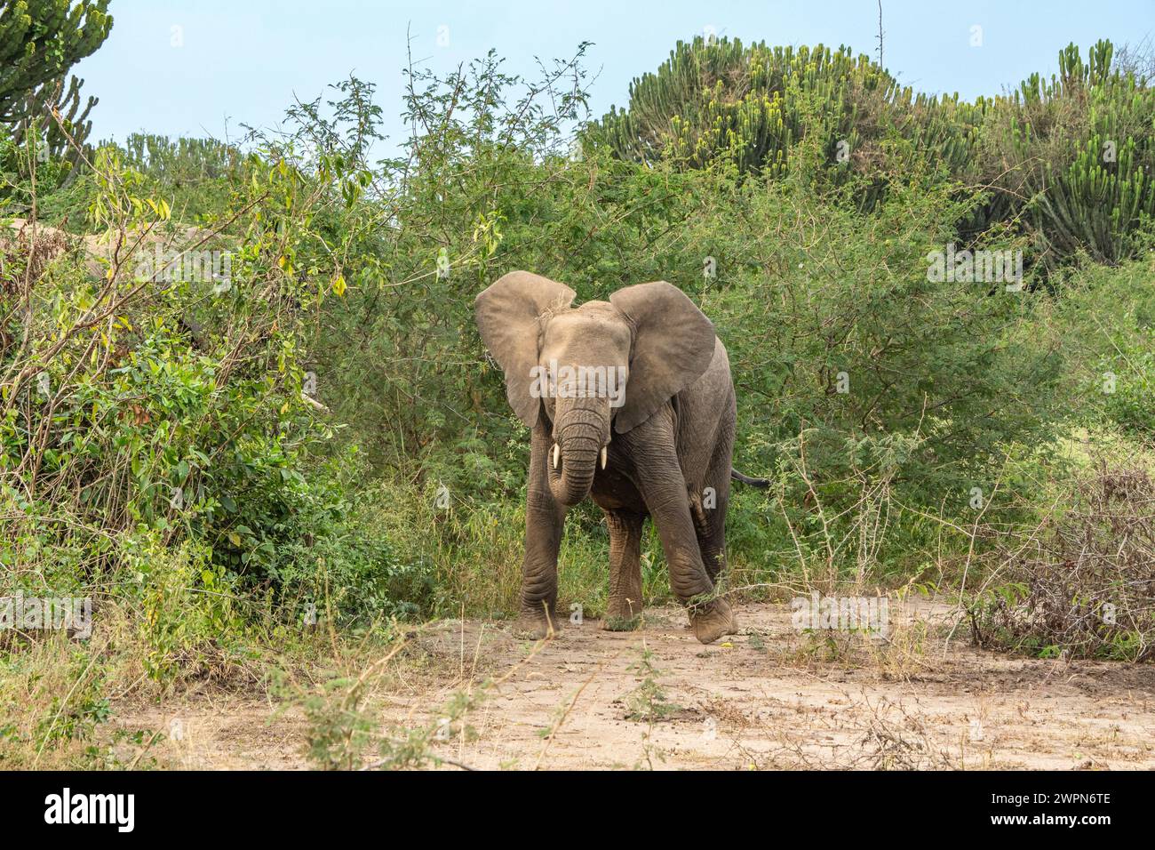 Grand éléphant d'Afrique dans le parc Queen Elizabeth, Ouganda Banque D'Images