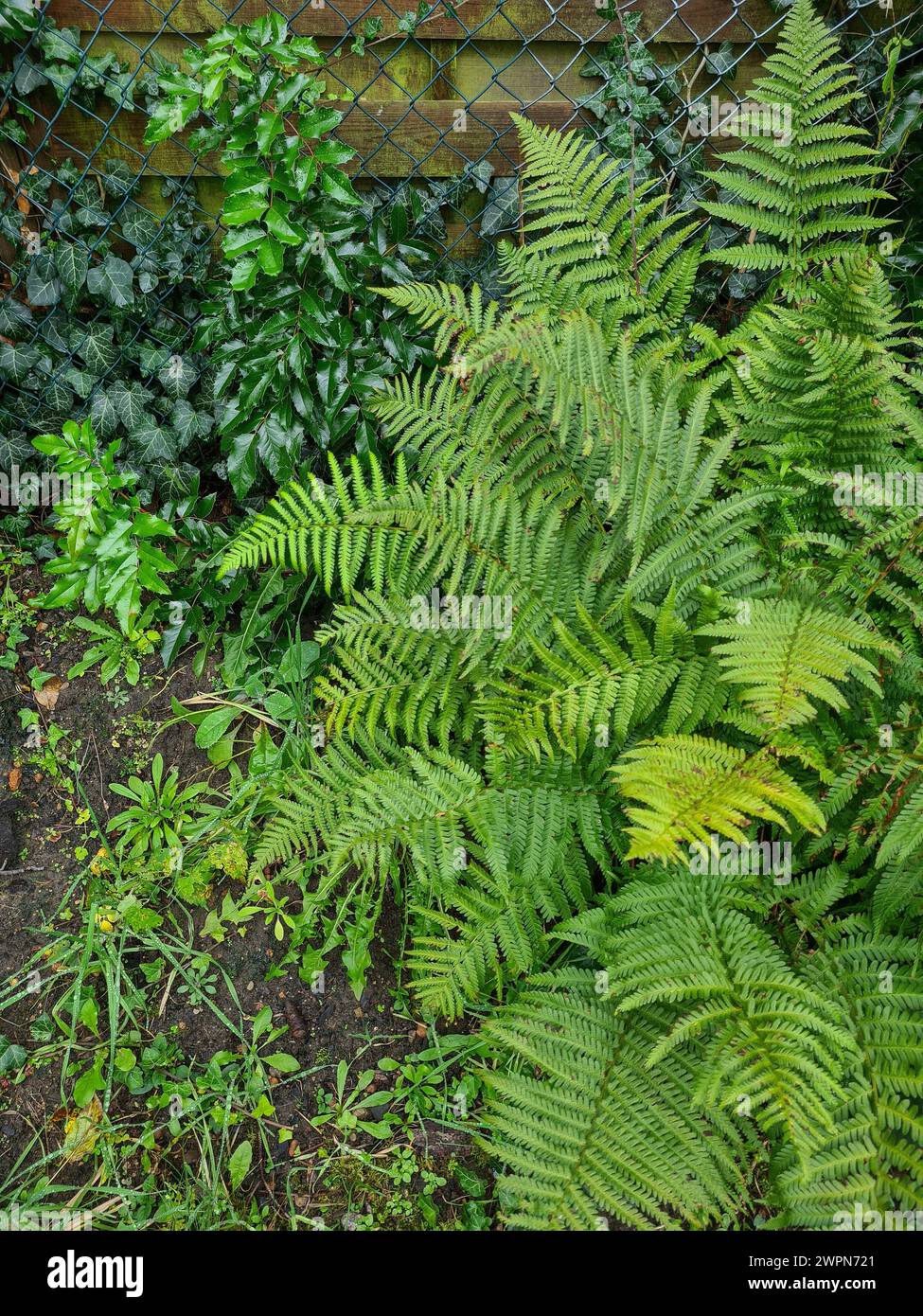 fougère verte naturelle avec de nombreuses feuilles dans le jardin Banque D'Images