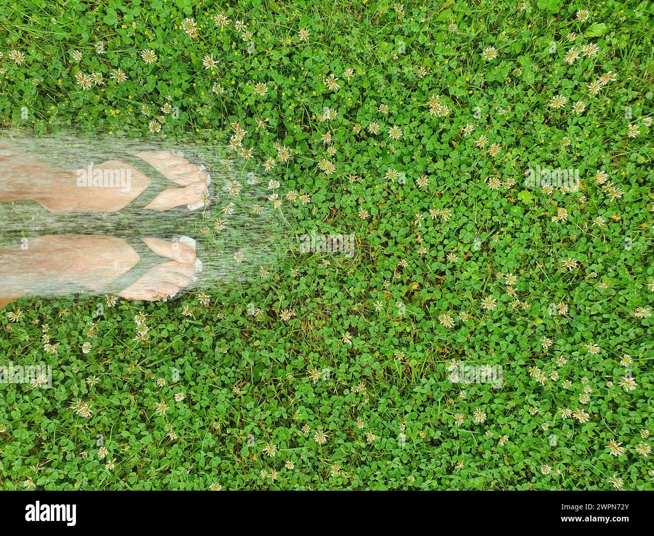 Les pieds des femmes en tongs avec un jet d'eau rafraîchissant pour les refroidir, pelouse verte avec des trèfles Banque D'Images