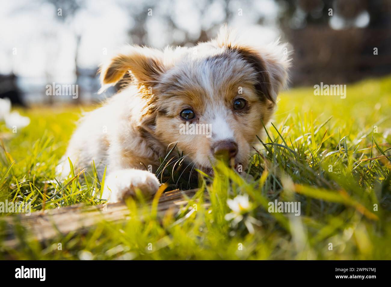 Chiot (Mini Australian Shepherd) jouant avec un bâton dans l'herbe de printemps Banque D'Images