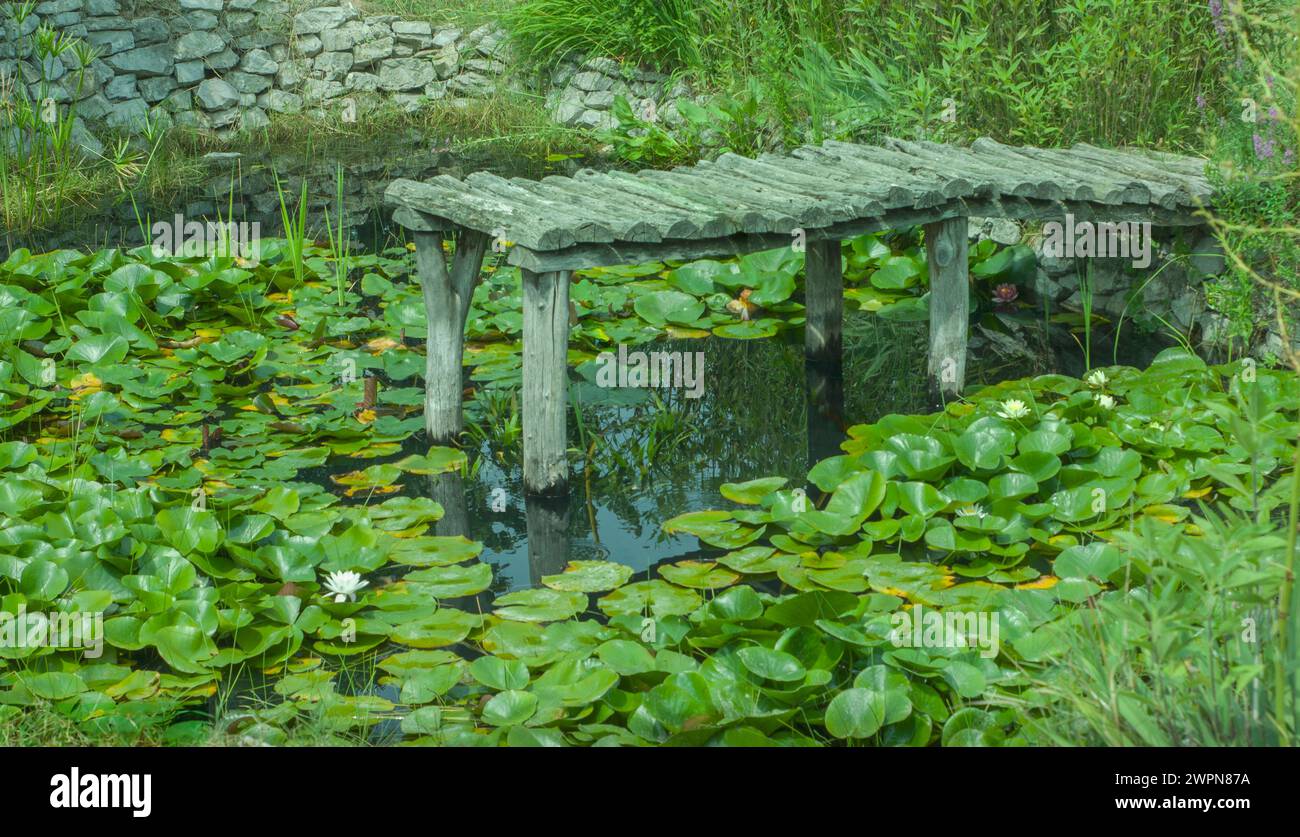 Un vieux quai fait de demi-bûches repose dans un étang de nénuphars. Les lis fleurissent. Voir un vieux mur de roche en arrière-plan et réflexion de l'eau avec vert. Banque D'Images