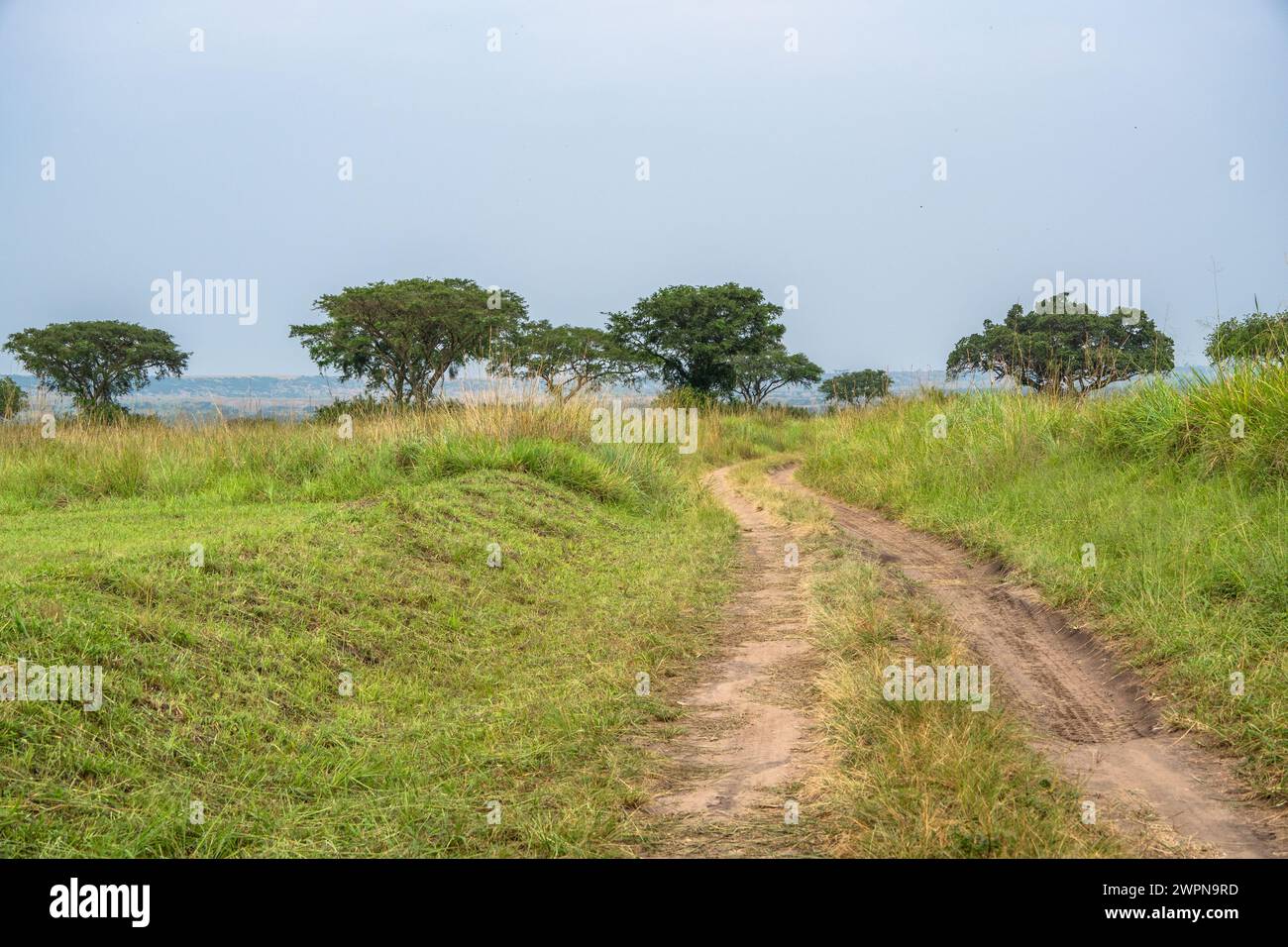 Chemin de terre à travers des plaines herbeuses avec des arbres dans Queen Elizabeth Park, Ouganda Banque D'Images