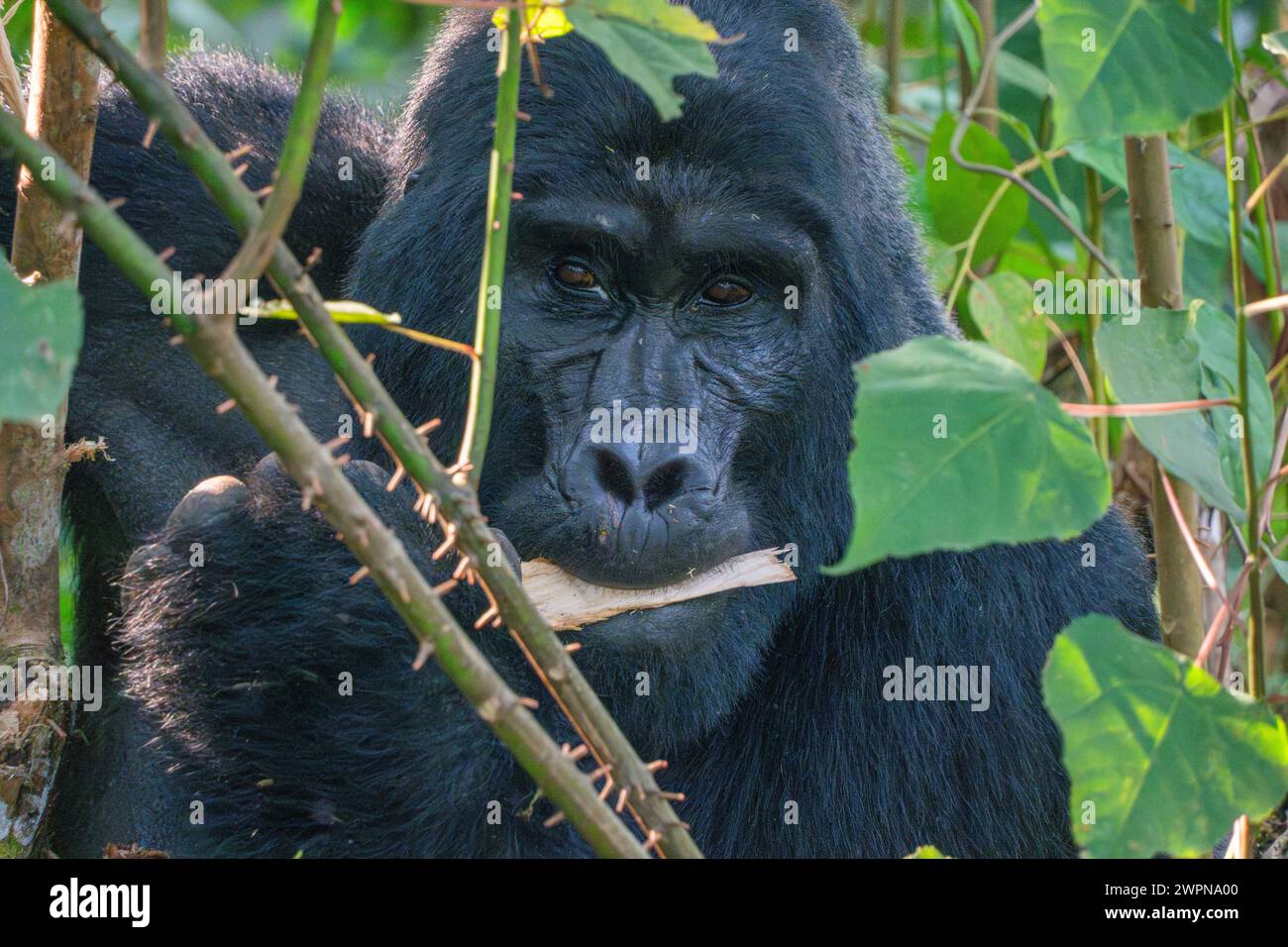 Gorille de montagne argentée dans la jungle de l'Ouganda Banque D'Images