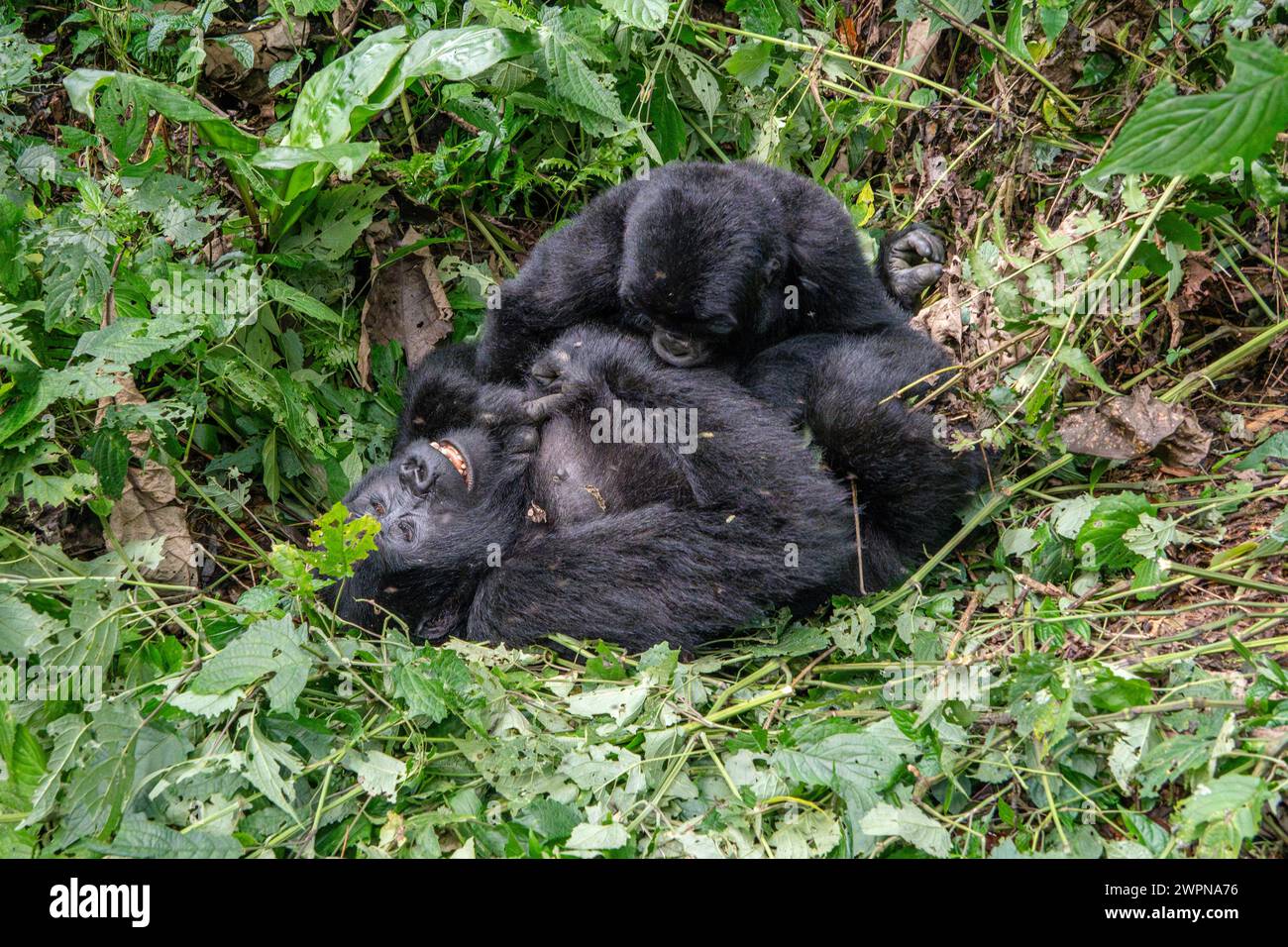 Mère et bébé gorilles de montagne luttent et jouent dans la forêt impénétrable de Bwindi Banque D'Images