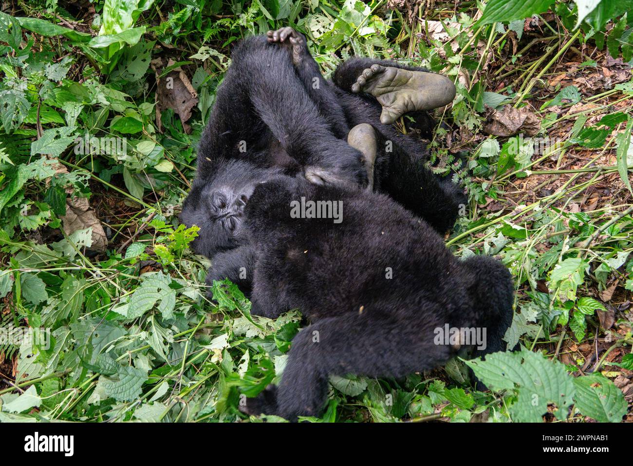 Mère et bébé gorilles de montagne luttent et jouent dans la forêt impénétrable de Bwindi Banque D'Images
