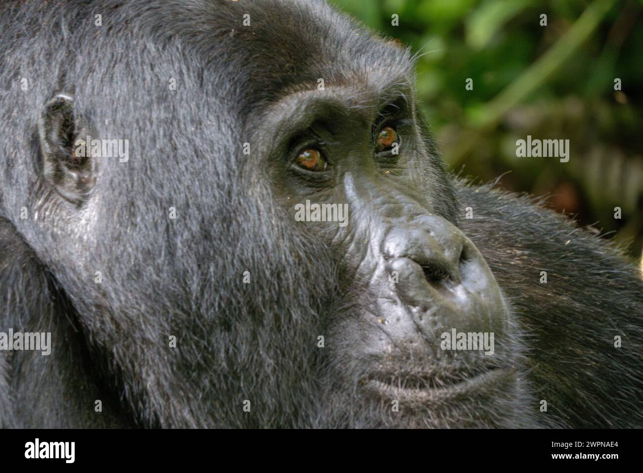 Gorille de montagne argentée dans la forêt impénétrable de Bwindi en gros plan Banque D'Images