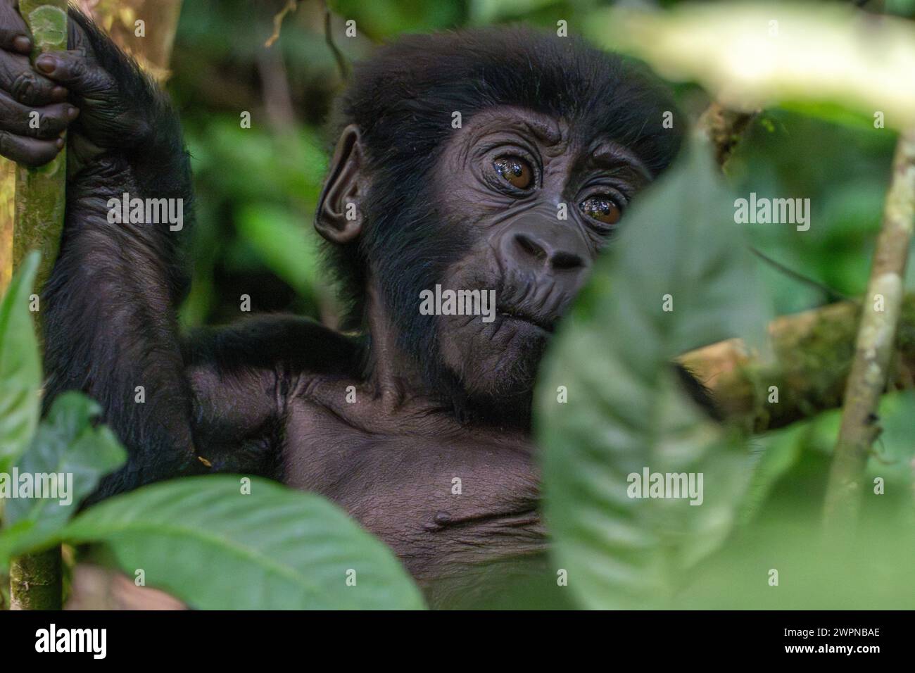 Bébé gorille de montagne à 4 mois dans la forêt impénétrable de Bwindi Banque D'Images
