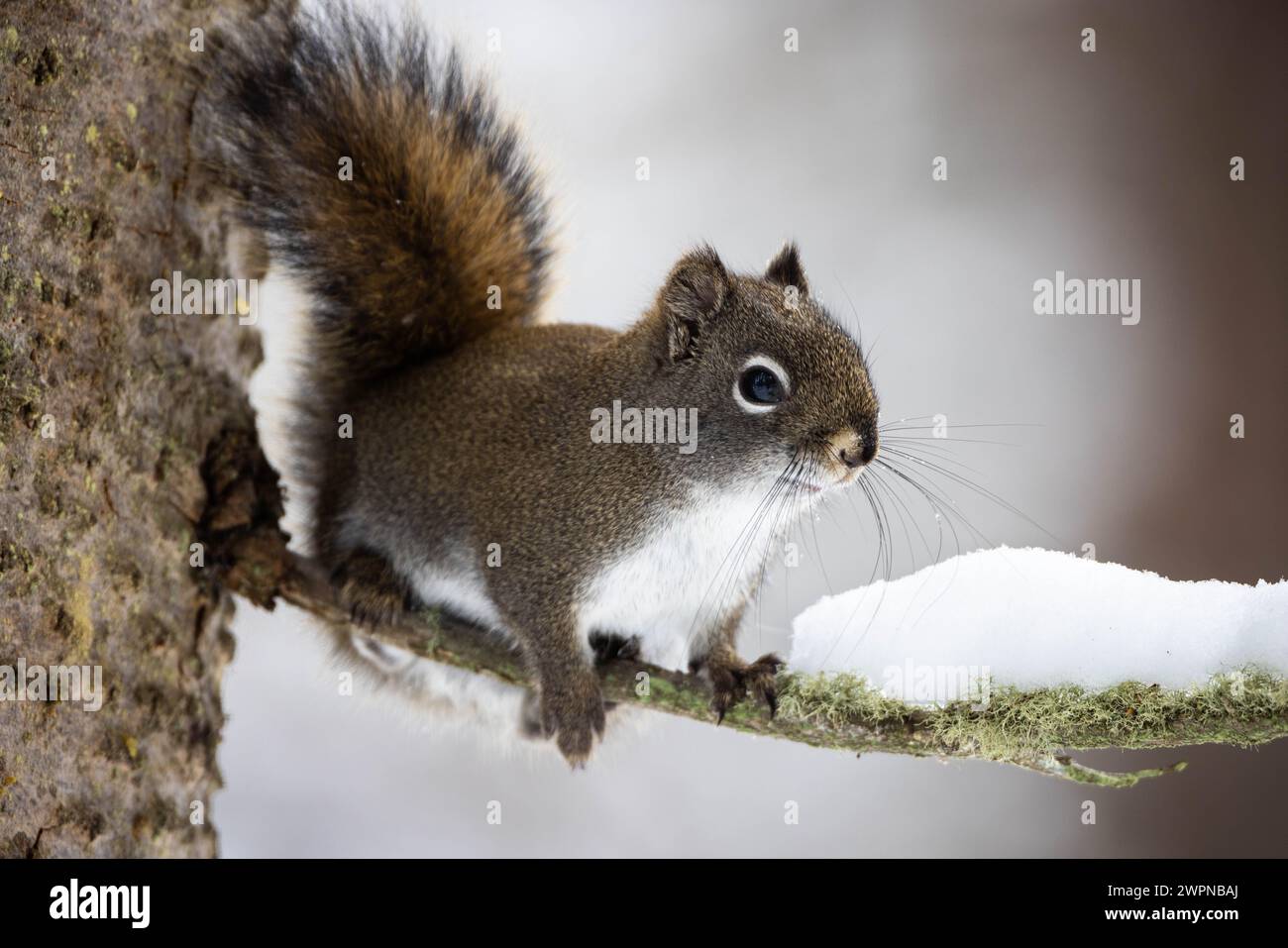 Un écureuil rouge regardant depuis un perchoir sur une branche avec un morceau de neige le long du sentier cache Creek. Parc national de Bridger-Teton, Wyoming Banque D'Images