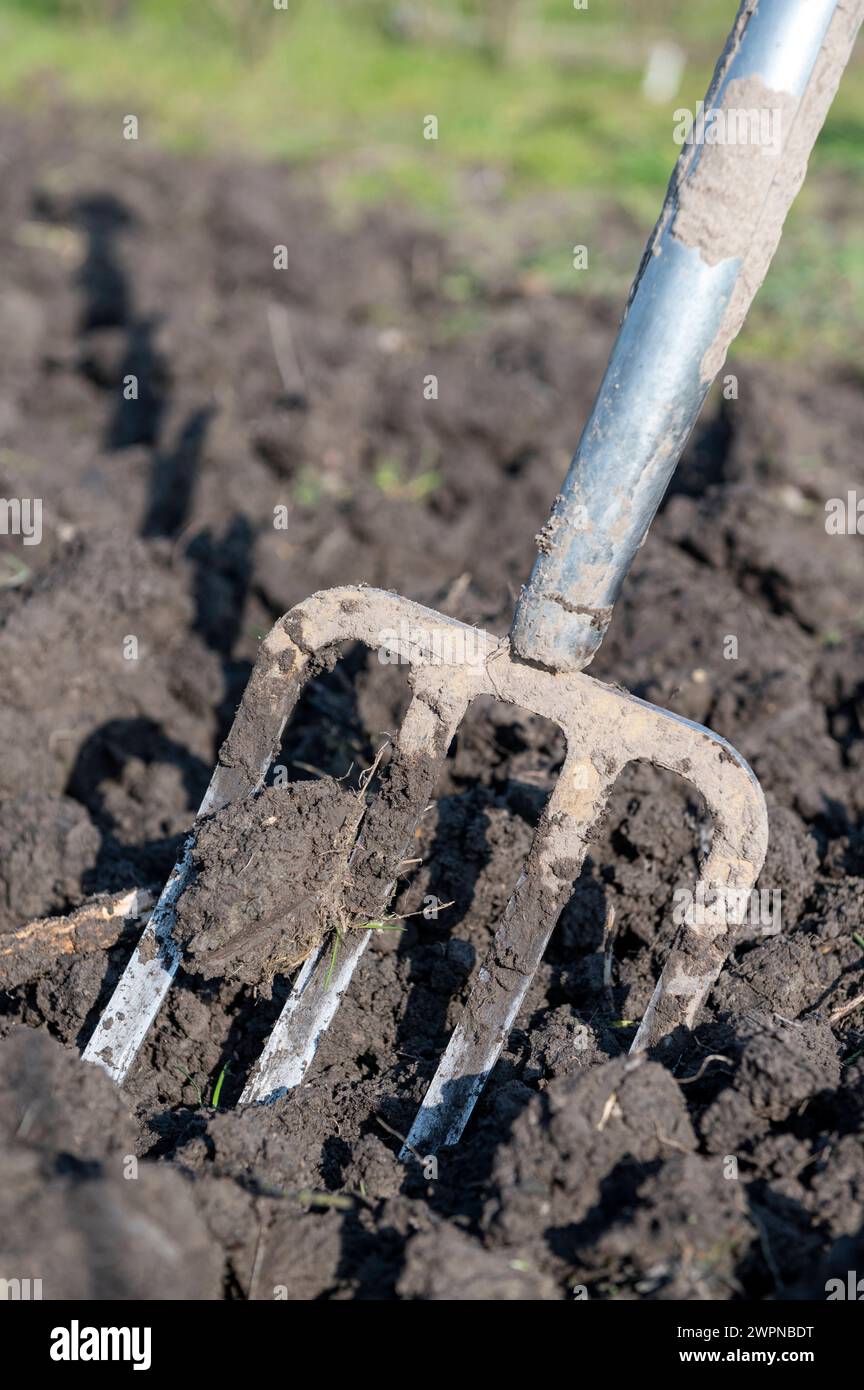 Amsterdam pays-Bas 8 mars 2024 jardinage. Fourchette de jardin debout dans un sol fraîchement labouré sur un lotissement. Le lotissement est situé à Badhoevedorp près de l'aéroport de Schiphol. Comme l'aéroport, le terrain a été depuis longtemps récupéré du lac Haarlemmermeer, ce qui signifie que le sol est argileux qui apporte ses propres défis. moestuin, outils, gereedschap, Banque D'Images