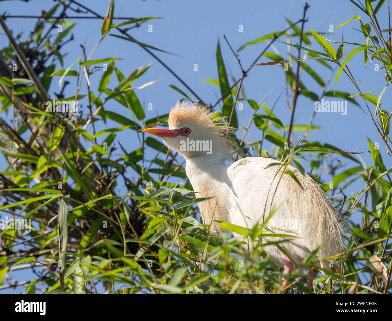 Aigrette bovine, Bubulcus ibis, Lac Alarobia, Analamanga, Madagascar Banque D'Images