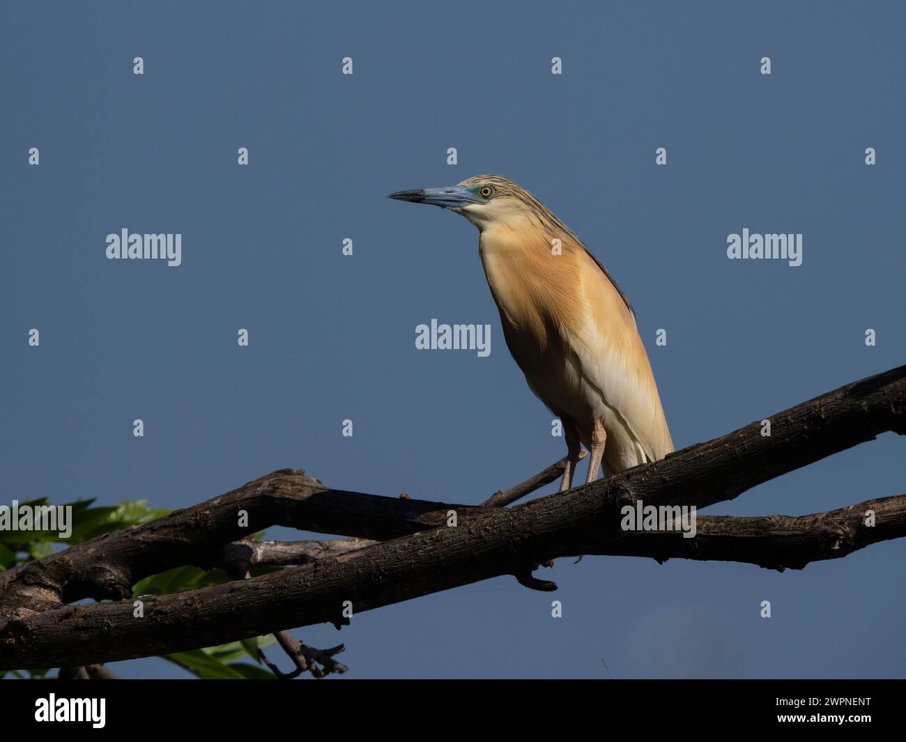 Héron Squacco, Ardeola ralloides, Lac Alarobia, Analamanga, Madagascar Banque D'Images