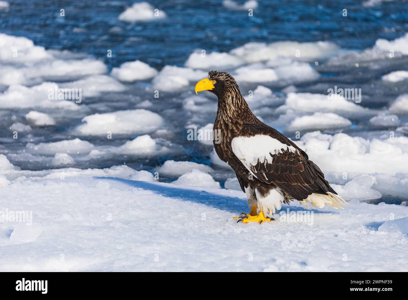 Aigle marin de Steller (Haliaeetus pelagicus), glace de mer, Hokkaido (Japon) Banque D'Images