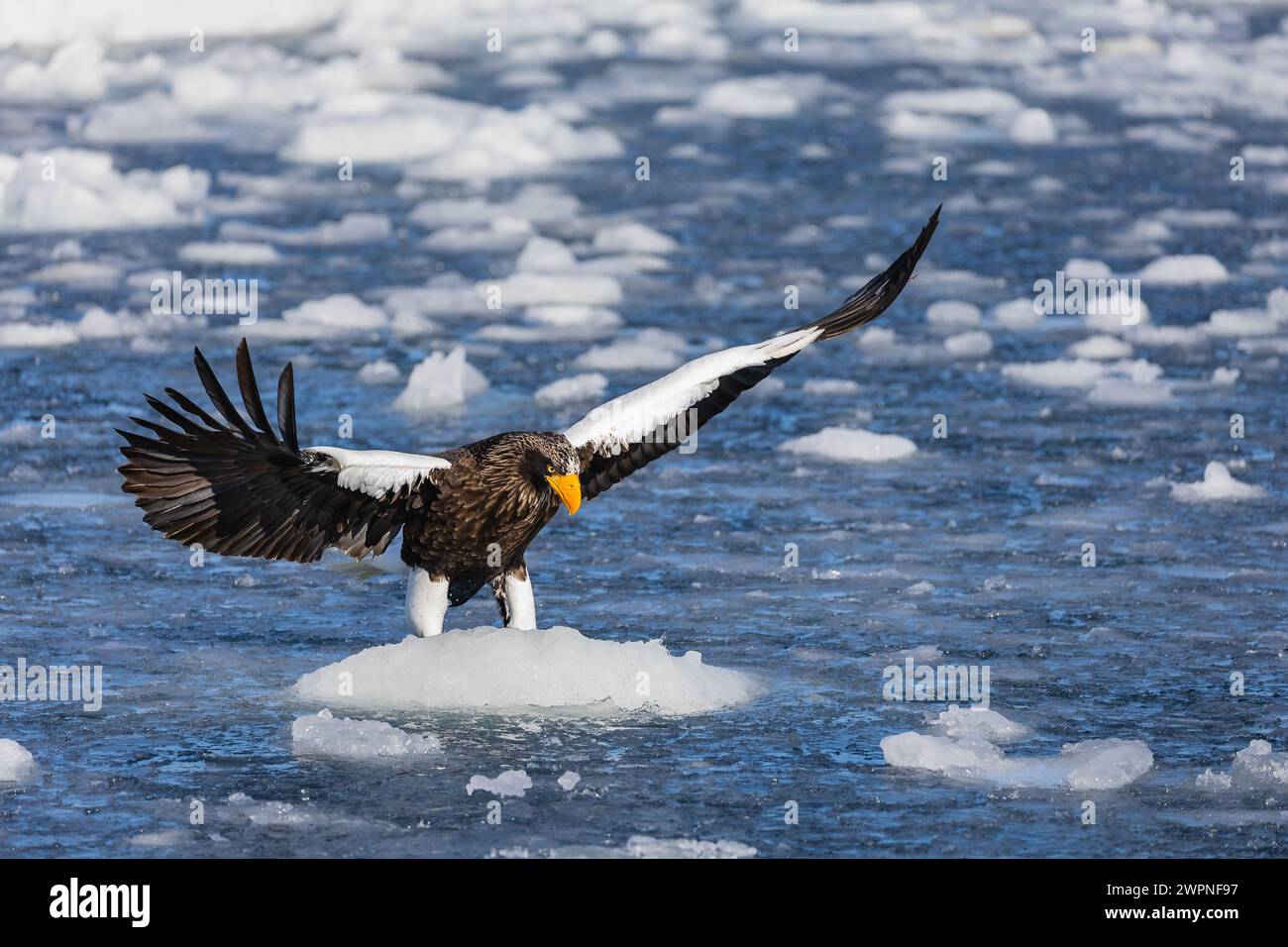 Aigle marin de Steller (Haliaeetus pelagicus), glace de mer, Hokkaido (Japon) Banque D'Images