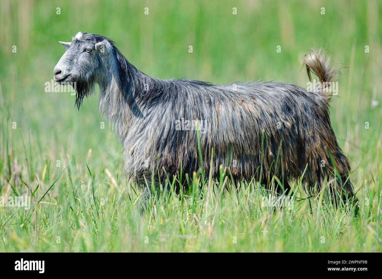 Une chèvre marchant sur l'herbe verte. Banque D'Images