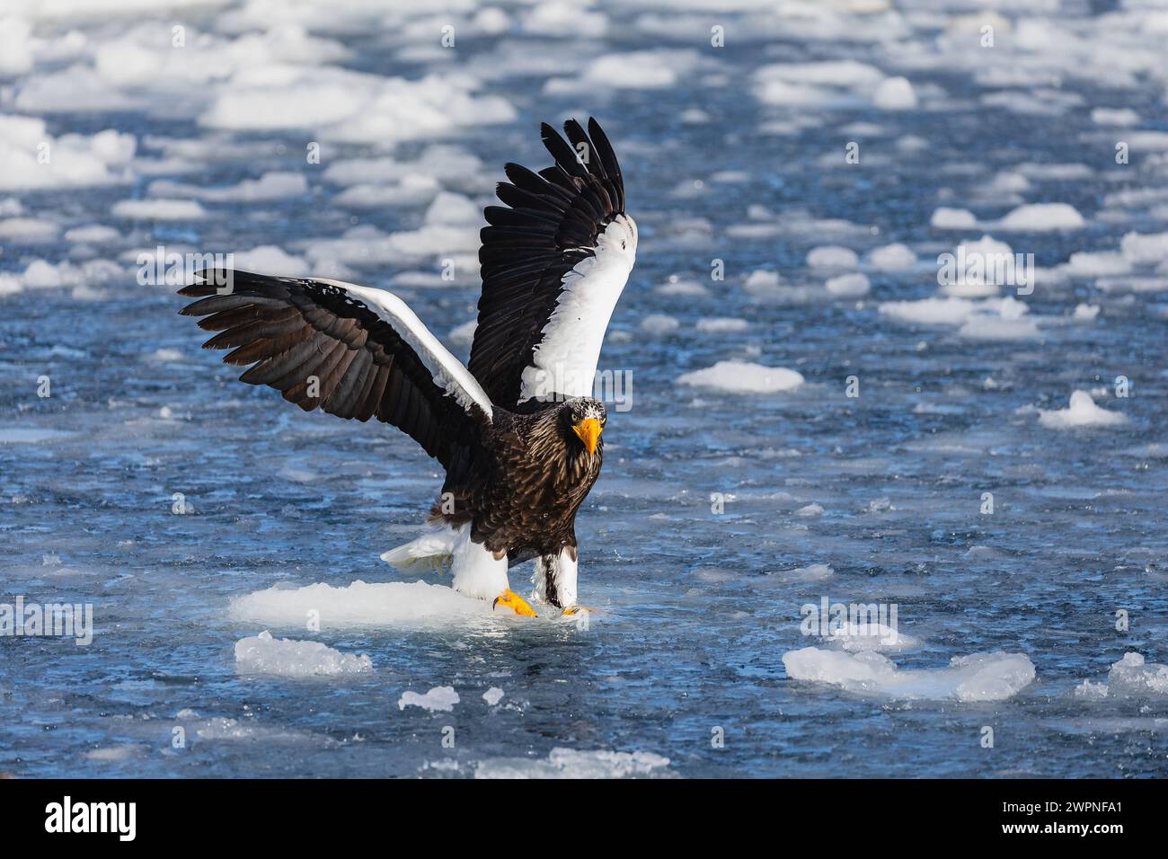 Aigle marin de Steller (Haliaeetus pelagicus), glace de mer, Hokkaido (Japon) Banque D'Images