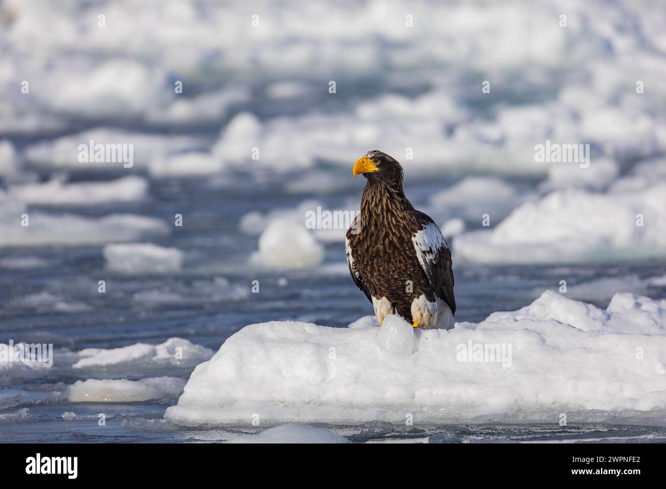 Aigle marin de Steller (Haliaeetus pelagicus), glace de mer, Hokkaido (Japon) Banque D'Images