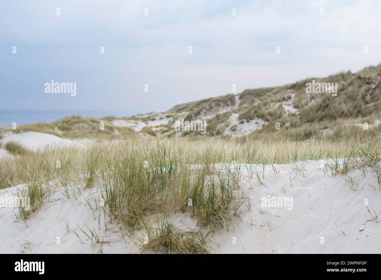 Paysage de dunes avec bokeh, mise au point au premier plan. Banque D'Images