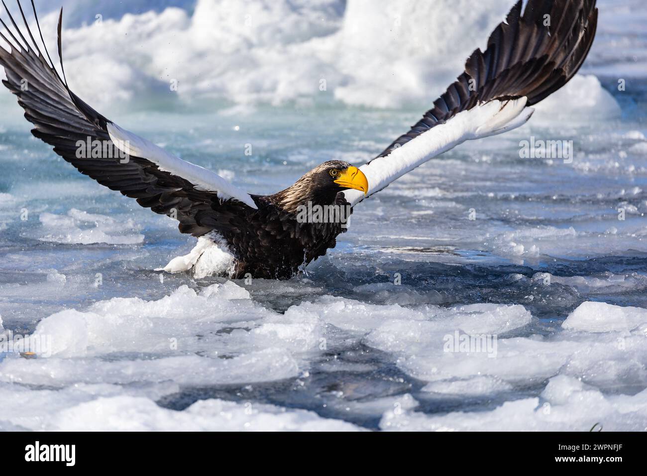 Aigle marin de Steller (Haliaeetus pelagicus), glace de mer, Hokkaido (Japon) Banque D'Images