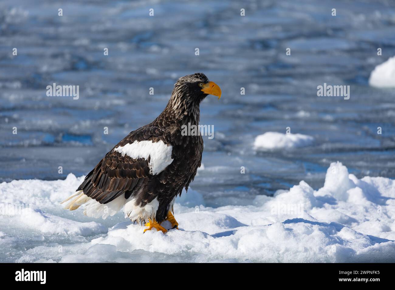 Aigle marin de Steller (Haliaeetus pelagicus), glace de mer, Hokkaido (Japon) Banque D'Images