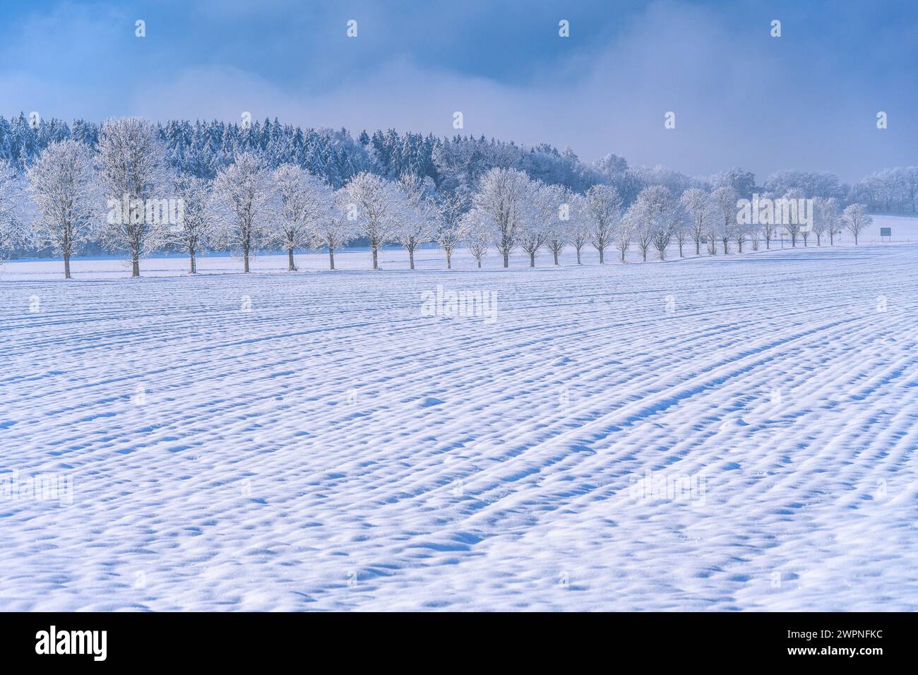 Allemagne, Bavière, district de Munich, Straßlach-Dingharting, district de Großdingharting, paysage d'hiver, rangée d'arbres Banque D'Images