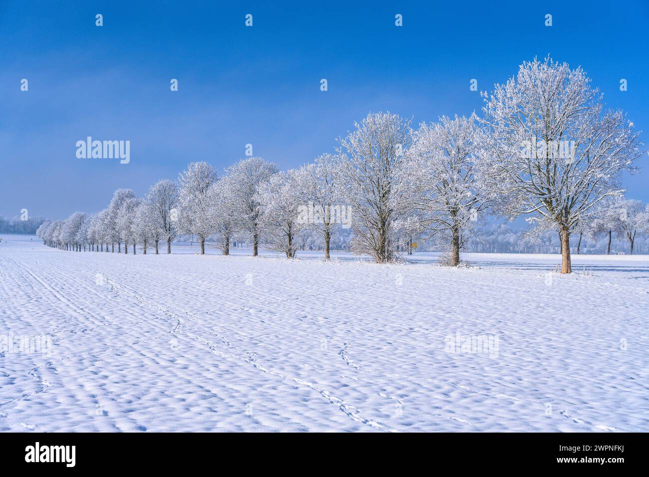 Allemagne, Bavière, district de Munich, Straßlach-Dingharting, district de Großdingharting, paysage d'hiver, rangée d'arbres Banque D'Images