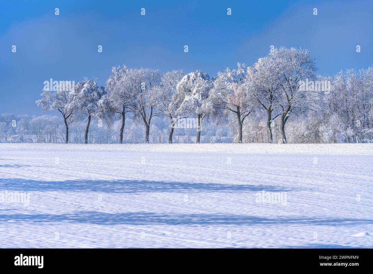 Allemagne, Bavière, district de Munich, Straßlach-Dingharting, district de Großdingharting, paysage d'hiver, rangée d'arbres Banque D'Images