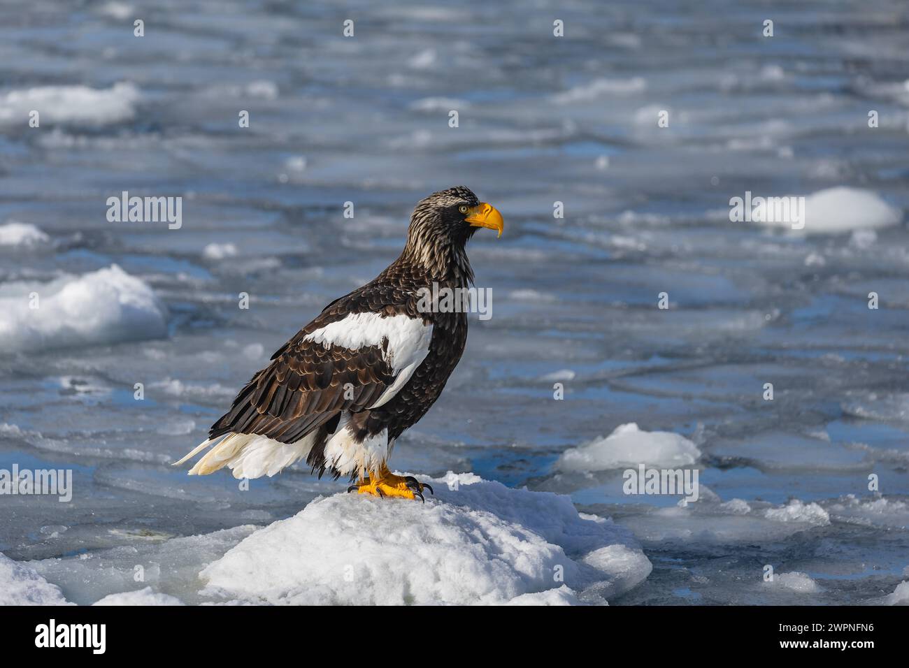 Aigle marin de Steller (Haliaeetus pelagicus), glace de mer, Hokkaido (Japon) Banque D'Images