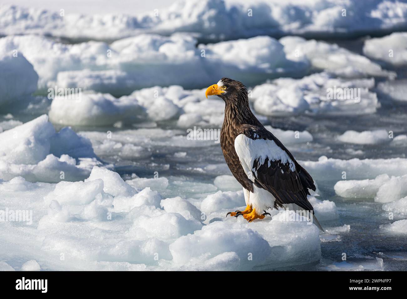 Aigle marin de Steller (Haliaeetus pelagicus), glace de mer, Hokkaido (Japon) Banque D'Images