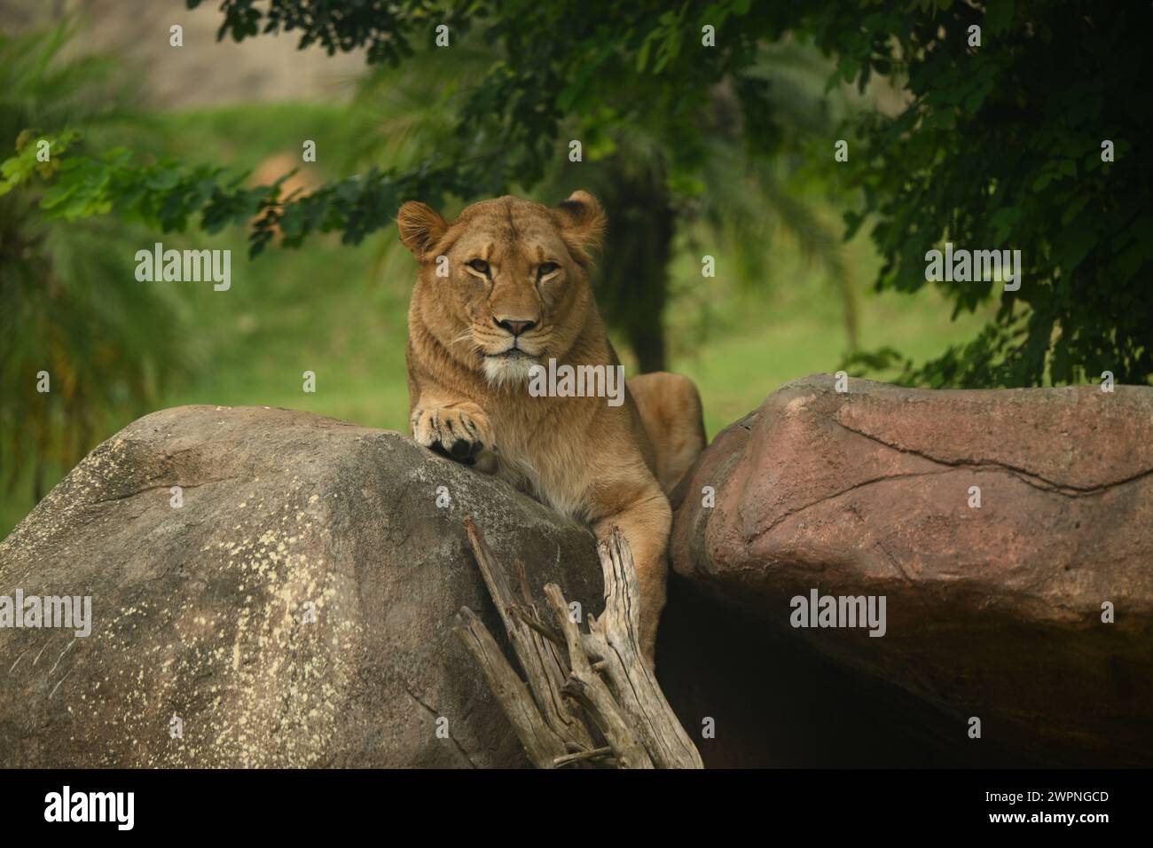 une lionne reposant sur un rocher Banque D'Images