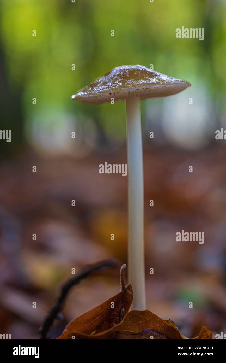Close-up de champignons Banque D'Images