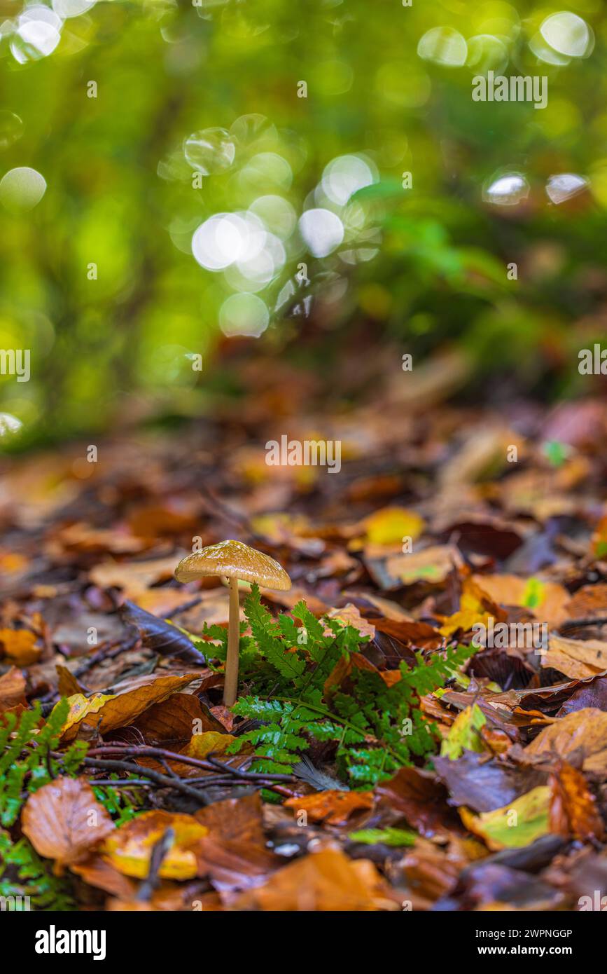 Close-up de champignons Banque D'Images