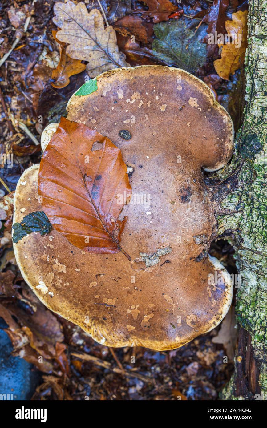 Spore de bouleau sur bois mort, nature en détail Banque D'Images