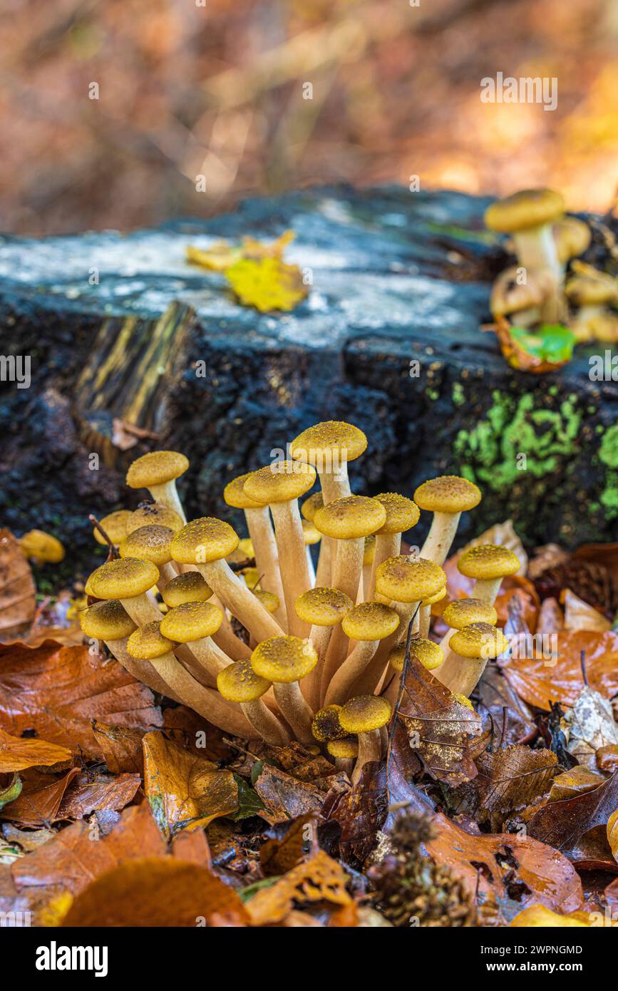 Groupe de champignons du miel / hallimash, gros plan Banque D'Images