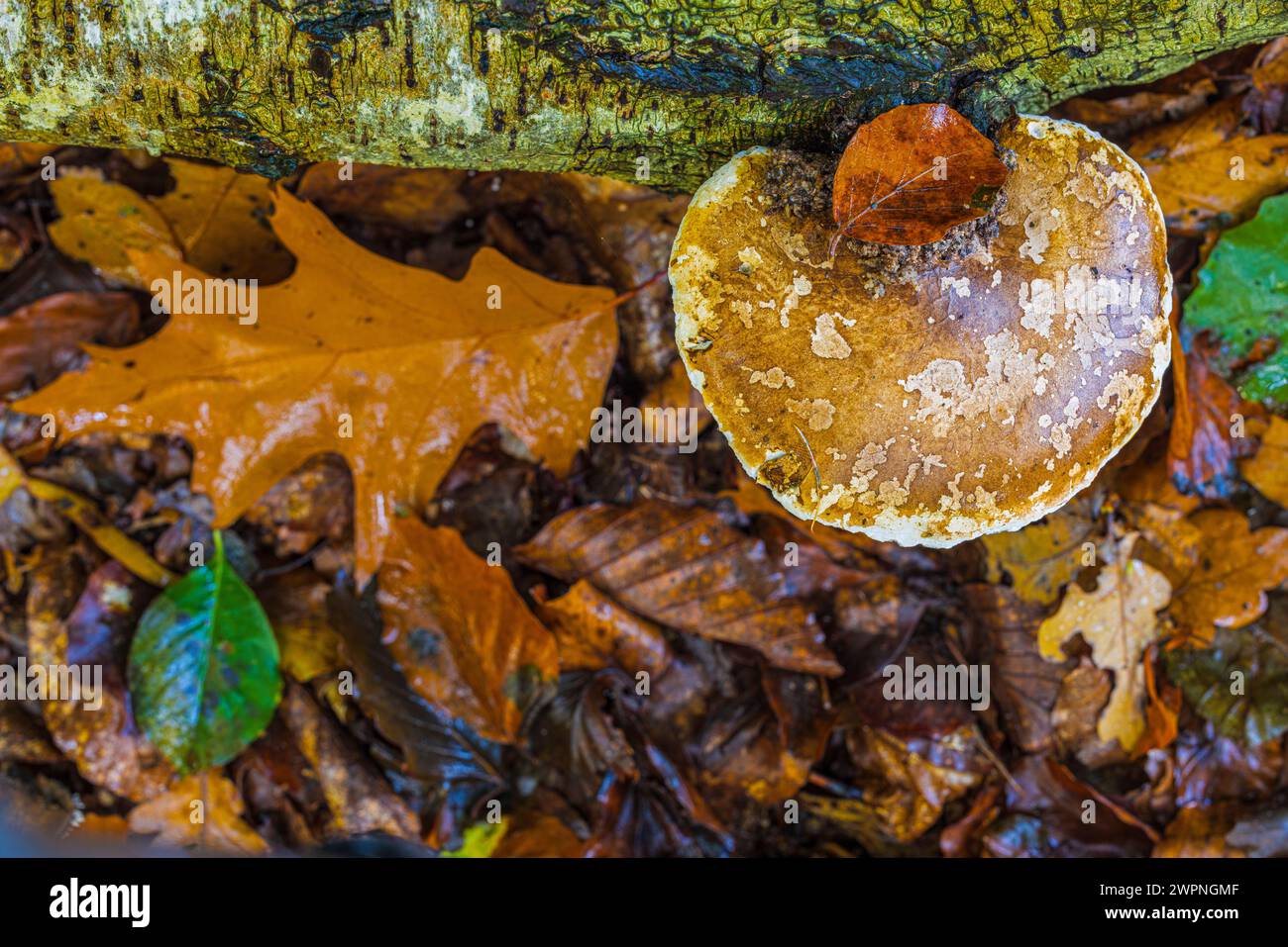 Spore de bouleau sur bois mort, nature en détail Banque D'Images