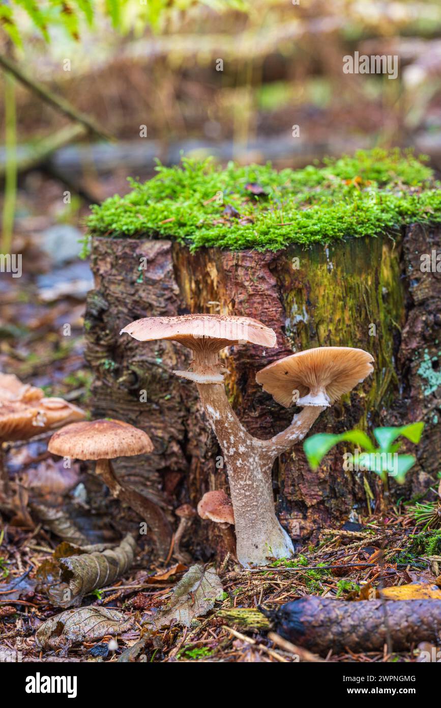 Groupe de champignons du miel / hallimash, gros plan Banque D'Images