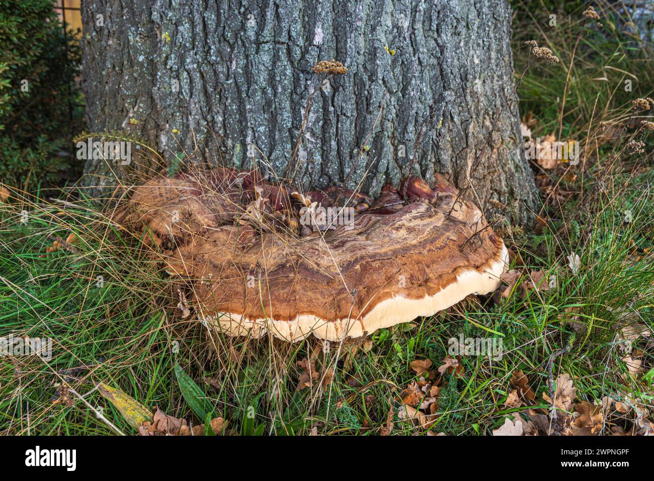 Champignon Tinder (Fomes fomentarius) sur le tronc d'un hêtre tombé, bois mort Banque D'Images