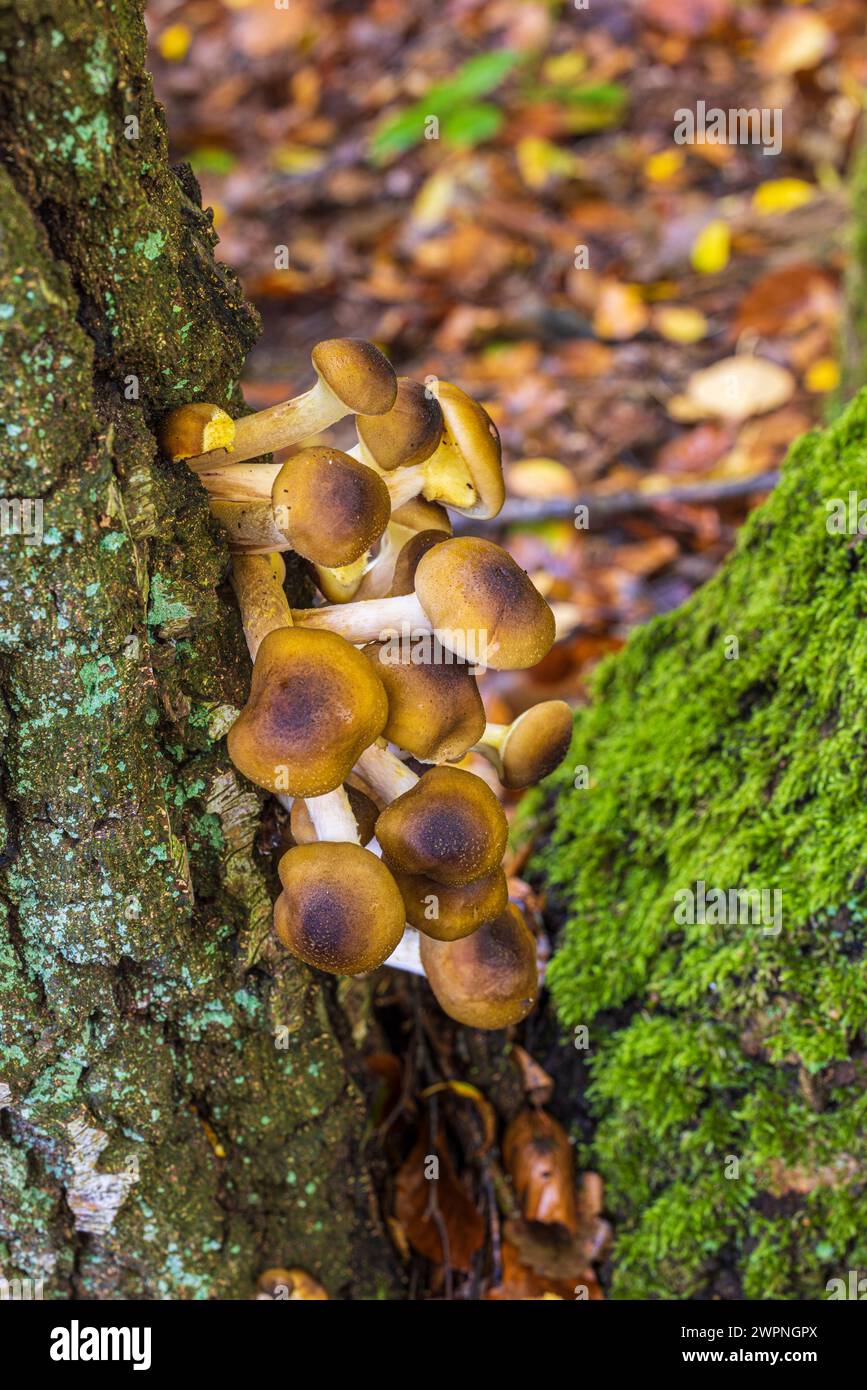 Amas de champignons parfumés au soufre (Hypholoma fasciculare) sur tronc d'arbre pourri Banque D'Images