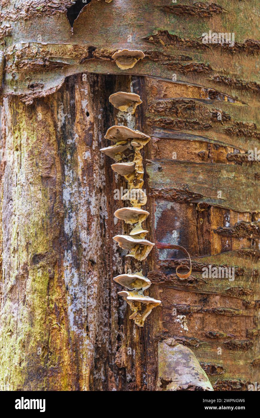 Champignons sur un tronc d'arbre mort Banque D'Images