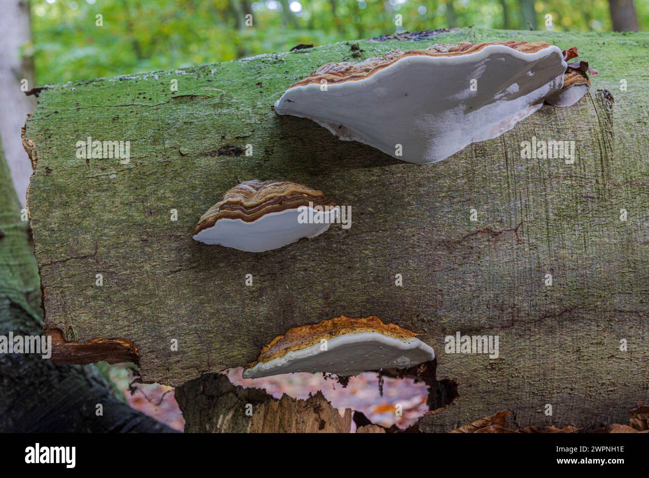 Champignon Tinder (Fomes fomentarius) sur le tronc d'un hêtre tombé, bois mort Banque D'Images