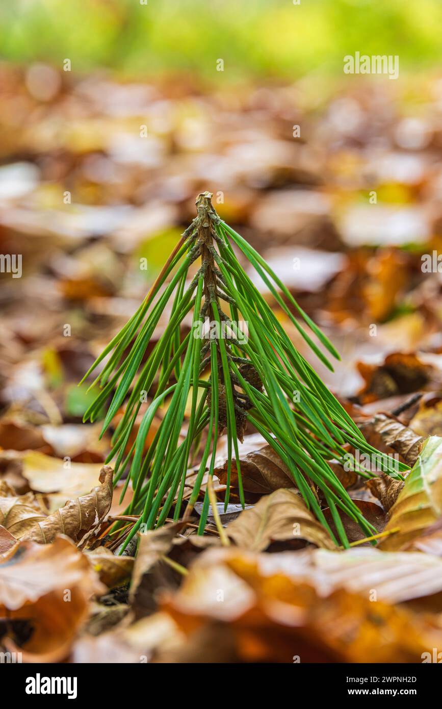 Branche tombée d'un conifère, nature en détail, nature morte de forêt Banque D'Images