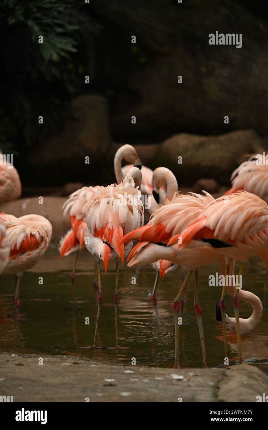 Groupe de Flamingos dans un lac Banque D'Images